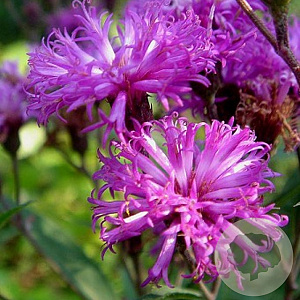 Vernonia crinita 'Mammuth' GM P9