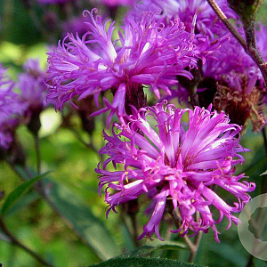 Vernonia crinita 'Mammuth' GM P9