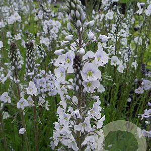 Veronica gentianoides GM P9