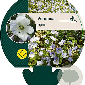 Veronica repens GM P9