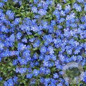 Veronica repens GM P9