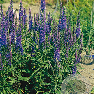 Veronica spicata GM P9