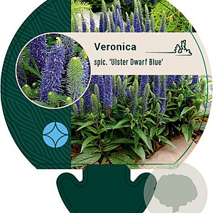 Veronica spic. 'Ulster Dwarf Blue' GM P9