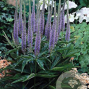 Veronica spic. 'Ulster Dwarf Blue' GM P9