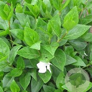 Vinca major 'Alba' GM P9