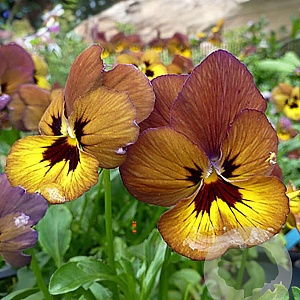 Viola (C) 'Irish Molly' GM P9