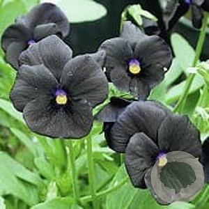 Viola (C) 'Molly Sanderson' GM P9