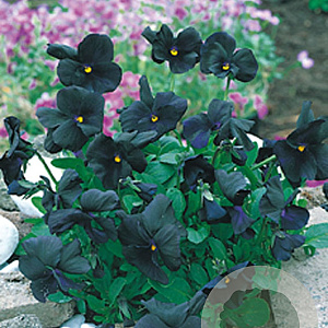 Viola (C) 'Molly Sanderson' GM P9