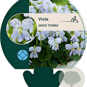 Viola sororia 'Freckles' GM P9