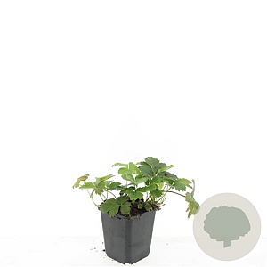 Waldsteinia ternata GM P9