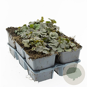 Waldsteinia ternata GM P9