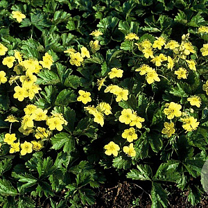 Waldsteinia ternata GM P9