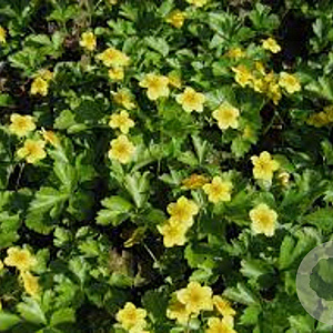 Waldsteinia ternata GM P9