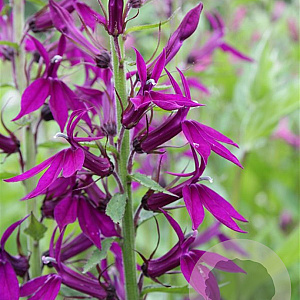 Lobelia 'Hadspen Purple' GM P9