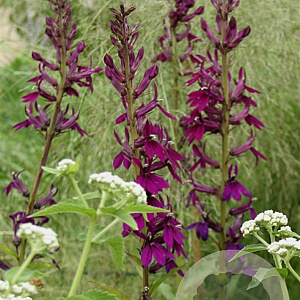 Lobelia 'Hadspen Purple' GM P9
