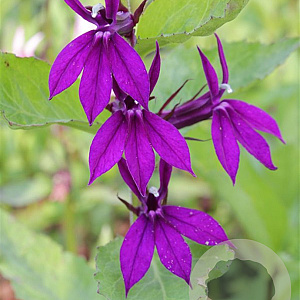 Lobelia 'Hadspen Purple' GM P9