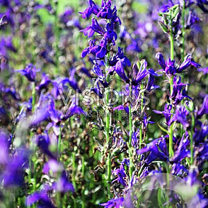 Lobelia siphilitica GM P9