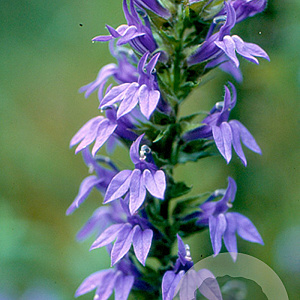 Lobelia siphilitica GM P9