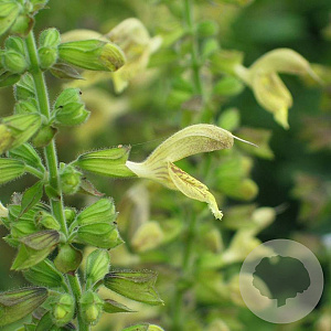 Salvia glutinosa GM P9