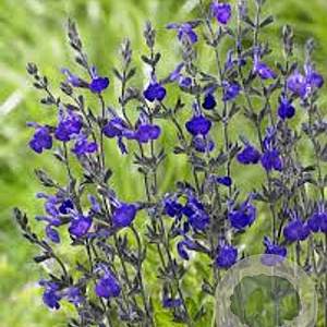 Salvia greggii 'Blue Note' GM P9