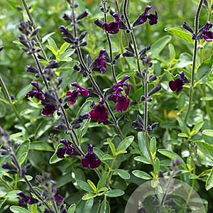 Salvia 'Nachtvlinder' GM P9
