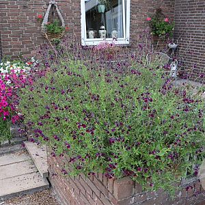 Salvia 'Nachtvlinder' GM P9