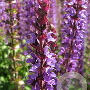 Salvia nemorosa GM P9