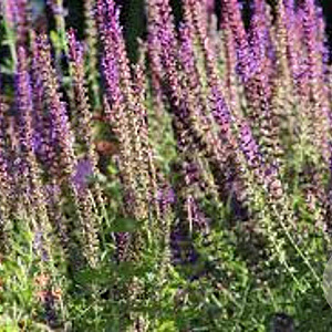 Salvia nemorosa GM P9
