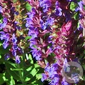 Salvia nemorosa GM P9