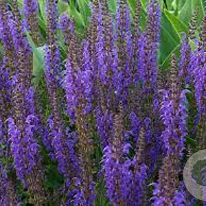 Salvia nemorosa GM P9
