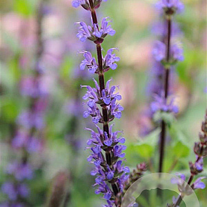 Salvia nem. 'Caradonna' GM P9
