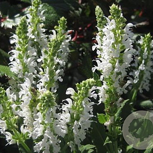 Salvia nemorosa Snow Hill GM P9