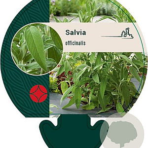 Salvia officinalis GM P9