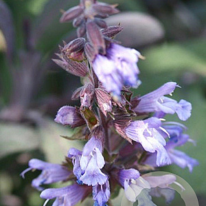 Salvia officinalis GM P9