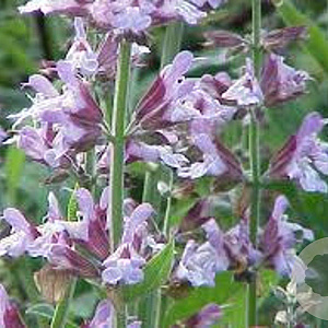 Salvia officinalis GM P9