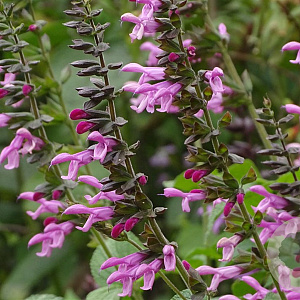 Salvia Pink Amistad GM P9