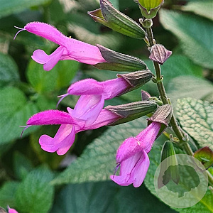 Salvia Pink Amistad GM P9