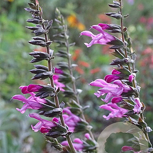 Salvia Pink Amistad GM P9
