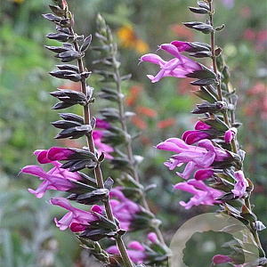 Salvia Pink Amistad GM P9