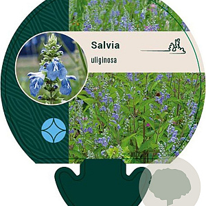 Salvia uliginosa GM P9