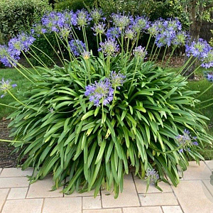Agapanthus africanus GM P9