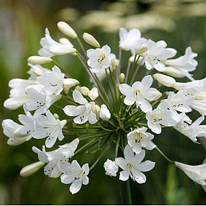 Agapanthus 'White Star' GM P9