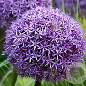 Allium 'Globemaster' GM P9