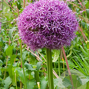 Allium 'Globemaster' GM P9