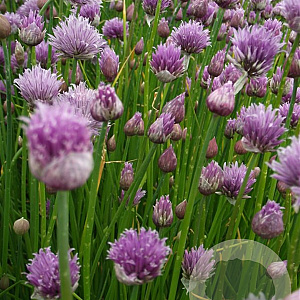 Allium schoenoprasum GM P9