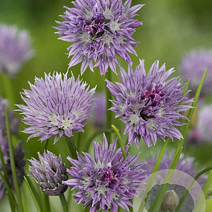 Allium schoenoprasum GM P9