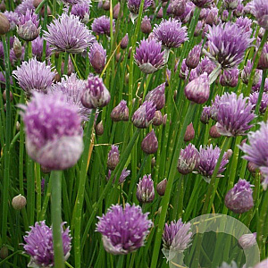 Allium schoenoprasum GM P9