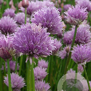 Allium schoenoprasum GM P9