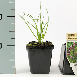 Allium schoenoprasum GM P9