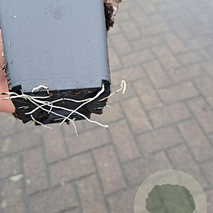 Allium sphaerocephalon GM P9